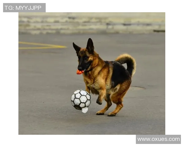 足球明星们的宠物狗大揭秘看他们如何与爱犬共度时光 足球明星们的宠物狗大揭秘看他们如何与爱犬共度时光